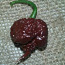 Carolina reaper seemned (chocolate) tsilli Habanero (foto #2)