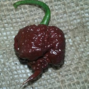 Carolina reaper seemned (chocolate) tsilli Habanero (2 foto / 4)