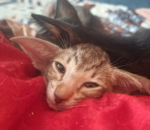 Oriental kittens