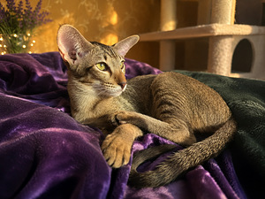 Ориентальные котята (2 фото из 5)