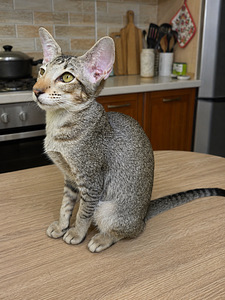 Ориентальные котята (5 фото из 5)