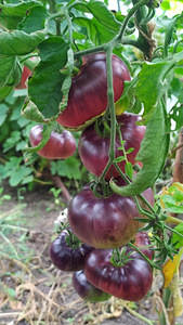 Sorti tomatite ja paprikate seemikud. (8 foto / 10)
