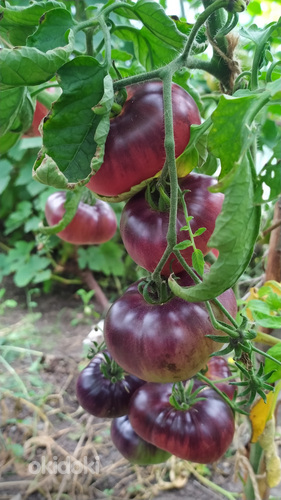 Sorti tomatite ja paprikate seemikud. (foto #8)
