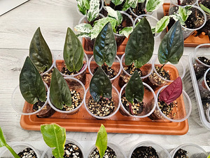 Сингониум Syngonium llano carti road pistik черенок (3 фото из 3)