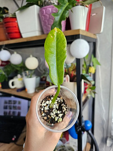 Philodendron Ring of Fire, White Wizard pistikud (2 foto / 8)