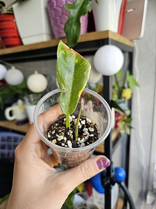 Philodendron Ring of Fire, White Wizard pistikud (3 foto / 8)