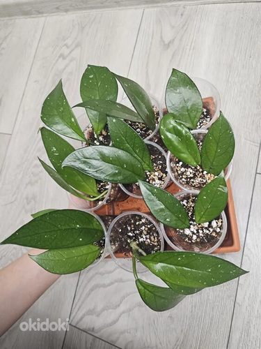 Hoya Vahalill pistikud черенки Хойи Восковика
