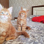 Мейн-кун 2 котенка мужского пола (фото #3)