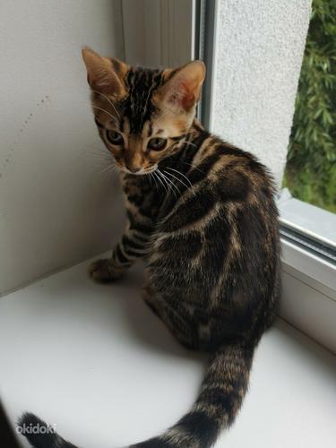 Bengal kitten (foto #5)