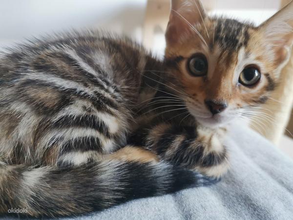 Bengal kitten (foto #6)