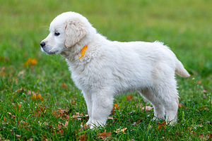 Kuldne retriiver (1 foto / 9)