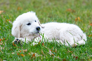 Kuldne retriiver (7 foto / 9)