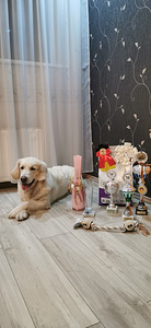 Kuldne retriiver (9 foto / 9)
