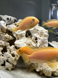 Cichlids Malawi Mbuna (3 foto / 3)