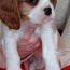 Чистокровный щенок Кавалер-Кинг-Чарльз-спаниель (фото #3)