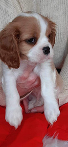 Tõupuhas Cavalier King Charles spanjeli kutsikas (3 foto / 8)