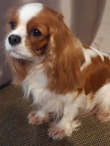 Tõupuhas Cavalier King Charles spanjeli kutsikas (8 foto / 8)