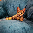 Котята Саванна F4SBT (фото #3)