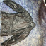 Мото кожаная куртка Evolution (фото #2)