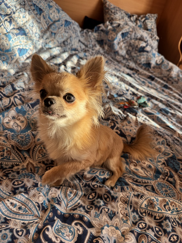 Võluv chihuahua poiss headele kätele! Armas chihuah