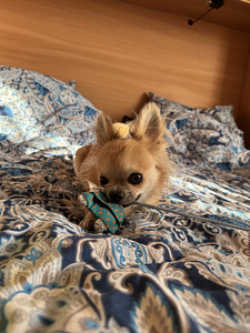 Võluv chihuahua poiss headele kätele! Armas chihuah (4 foto / 6)