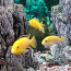 Akvaarium (foto #5)