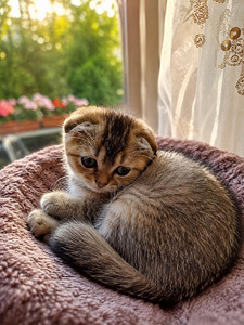Шотландские котята (2 фото из 3)