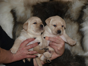 Лабрадор ретривер (2 фото из 5)