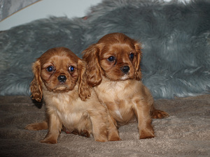 Kavaliera karaļa Čārlza spaniels (9 foto no 10)