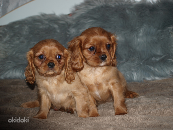 Kavaliera karaļa Čārlza spaniels