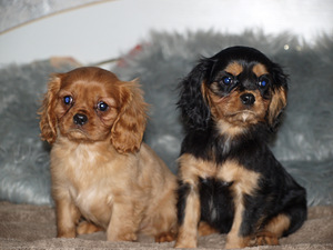 Kavaliera karaļa Čārlza spaniels (10 foto no 10)