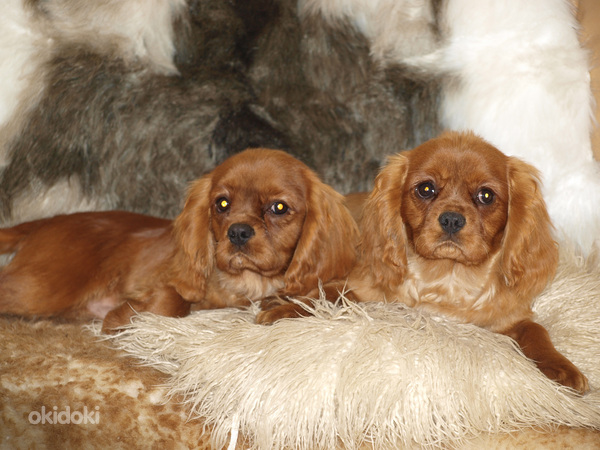 Kavaliera karaļa Čārlza spaniels