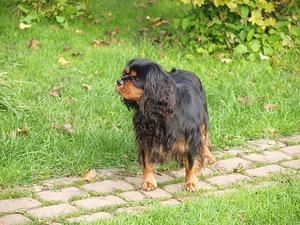 Kavaliera karaļa Čārlza spaniels (2 foto no 5)