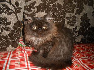 Pärsia kass (1 foto / 5)