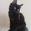 Черная кошка - счастье в доме) (фото #2)
