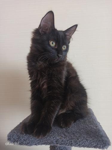 Черная кошка - счастье в доме) (фото #4)