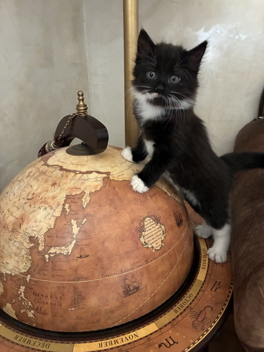 Продам котят