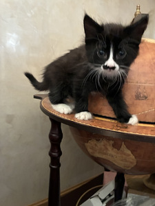 Продам котят (3 фото из 5)