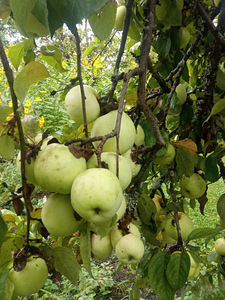 Õunad (Antoonovka/ Suvine triibuline/ Kuldrenett) (1 foto / 9)