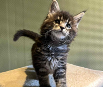 Maine Coon isased kassipojad