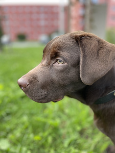 Labrador 6 kuud vana (1 foto / 4)