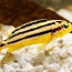 Меланохромис золотой (Melanochromis auratus) (фото #1)