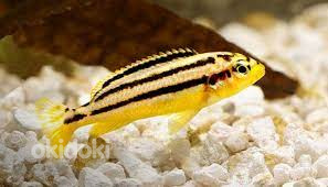 Kuldne melanokroom (Melanochromis auratus) (foto #1)