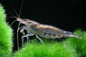 Amano krevetid (Caridina multidentata) (1 foto / 1)