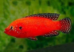 Хемихромис Эксул (Hemihromis Exul)