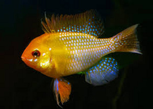 Апистограмма рамирези золотая (Mikrogeophagus ramirezi gold)