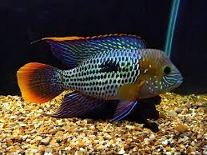 Türkiis akara (Aequidens rivulatus) (1 foto / 1)
