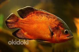 Астронотус красный (Astronotus Ocellatus Red Oscar)