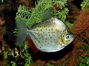 Laiguline metinnis (Metynnis maculatus) (1 foto / 1)