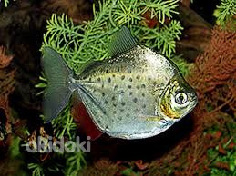 Метиннис пятнистый (Metynnis maculatus)